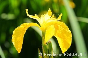 Iris des marais (Iris pseudacorus)
