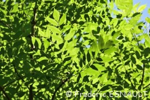 Frêne commun (Fraxinus excelsior)