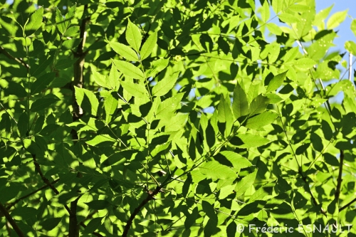 Frêne commun (Fraxinus excelsior)