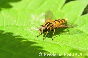 Syrphe l'Hélophile suspendu (Helophilus pendulus)