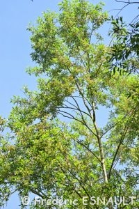 Saule commun (Salix alba)