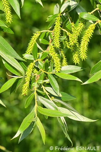 Saule commun (Salix alba)