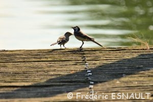 Bergeronnette grise (Motacilla alba)