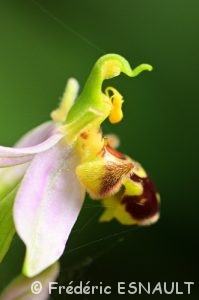 Ophrys abeille (Ophrys apifera)