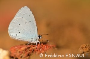 Azuré des nerpruns (Celastrina argiolus)