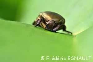 Cétoine dorée (Cetonia aurata)