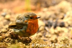 Rouge-gorge familier (Erithacus rubecula)