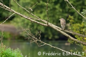 Héron Bihoreau gris (Nycticorax nycticorax)