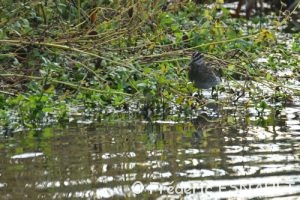Bécassine des marais (Gallinago gallinago)