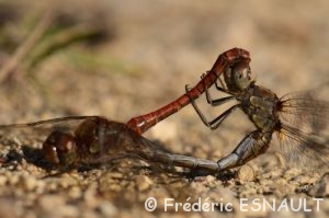 Sympétrums striés (Sympetrum striolatum)