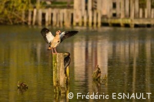 Ouette d'Égypte (Alopochen aegyptiaca)