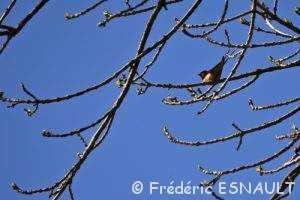 Hirondelle rustique (Hirundo rustica)