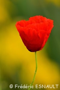 Coquelicot (Papaver rhoeas)