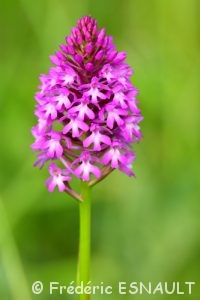 Orchis pyramidal (Anacamptis pyramidalis)