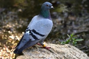 Pigeon biset (Columba livia)