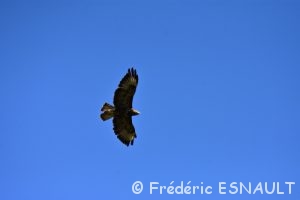 La Buse variable (Buteo buteo)