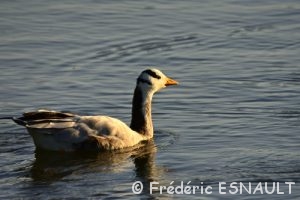 Oie à tête barrée (Anser indicus)