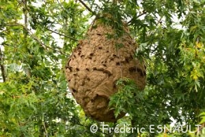 Frelons asiatiques ou Frelons à pattes jaunes (Vespa velutina)