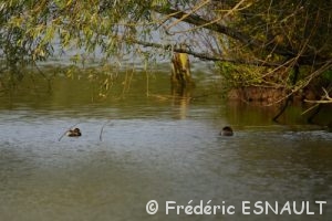 Le Grèbe castagneux (Tachybaptus ruficollis)
