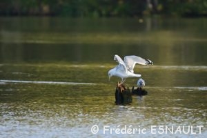 Goéland argenté (Larus argentatus)