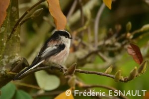 Mésange à longue queue (Aegithalos caudatus)