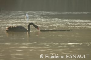 Cygne noir (Cygnus atratus)