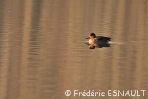 Sarcelle d'hiver (Anas crecca)