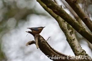 Sittelle torchepot (Sitta europaea)