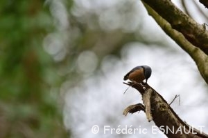Sittelle torchepot (Sitta europaea)