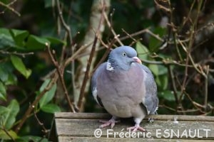 Pigeon ramier (Columba palumbus)