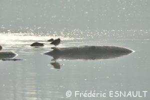 Bécassine des marais (Gallinago gallinago)
