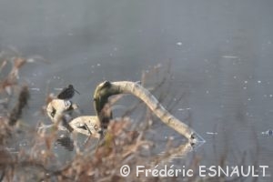 Bécassine des marais (Gallinago gallinago)