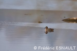 Sarcelle d'hiver (Anas crecca)