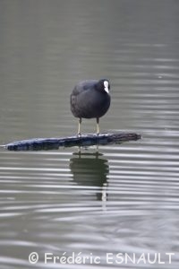 Foulque macroule (Fulica atra)