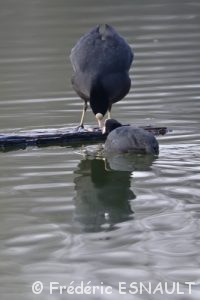 Foulque macroule (Fulica atra)