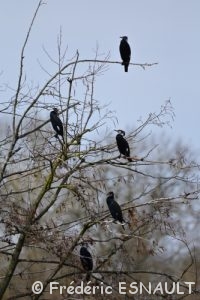 Cormoran commun (Phalacrocorax carbo)
