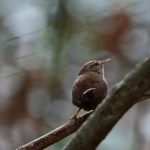 Troglodyte mignon (Troglodytes troglodytes)