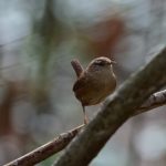 Troglodyte mignon (Troglodytes troglodytes)