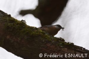Sittelle torchepot (Sitta europaea)