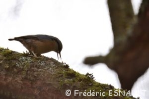 Sittelle torchepot (Sitta europaea)