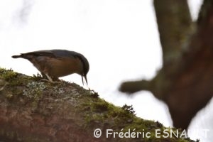 Sittelle torchepot (Sitta europaea)