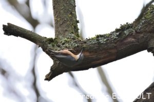 Sittelle torchepot (Sitta europaea)