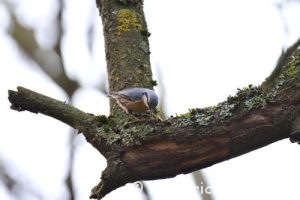 Sittelle torchepot (Sitta europaea)