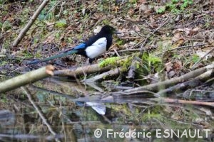 Pie bavarde (Pica pica)