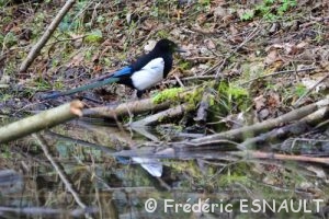 Pie bavarde (Pica pica)