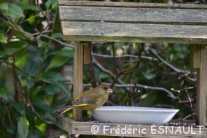 Verdier d'Europe (Chloris chloris)