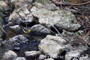 Bergeronnette des ruisseaux (Motacilla cinerea)