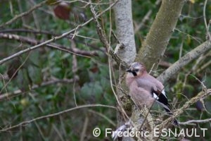 Geai des chênes (Garrulus glandarius)