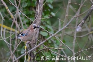 Geai des chênes (Garrulus glandarius)