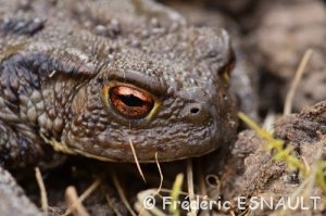 Crapaud commun (Bufo bufo)